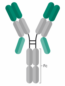  two-step purification method for bispecific antibodies